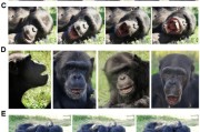 梦见吃鸡国际最新研究：机器人“打哈欠” 黑猩猩被传染